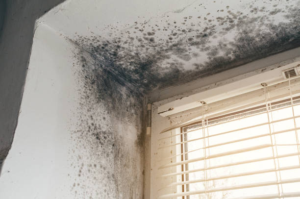 Affordable Mold Inspection And Testing solutions in Woodstock, IL